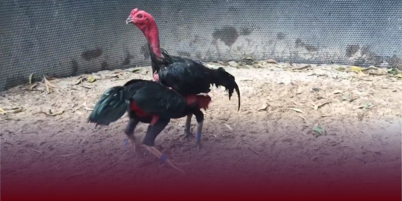Cách hoạt động của sảnh đá gà J88 mà bạn nên nắm